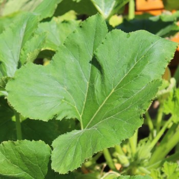 Zucchini Ronde de Nice (Samen)