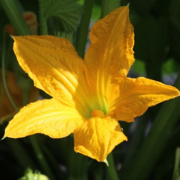 Zucchini Rugosa Friulana (Samen)
