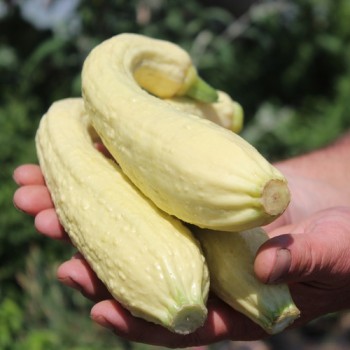 Zucchini Rugosa Friulana (Samen)