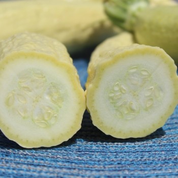 Zucchini Rugosa Friulana (Samen)