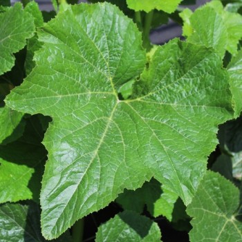 Zucchini Rugosa Friulana (Samen)