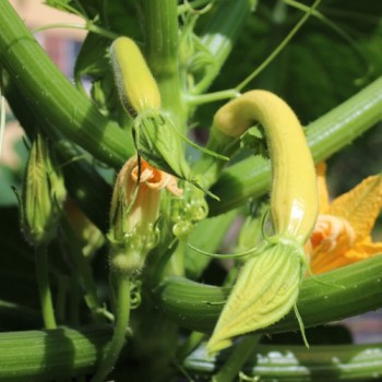 Zucchini Rugosa Friulana (Samen)