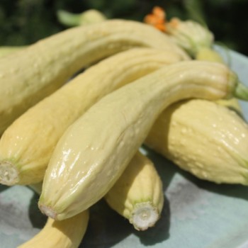 Zucchini Rugosa Friulana (Samen)