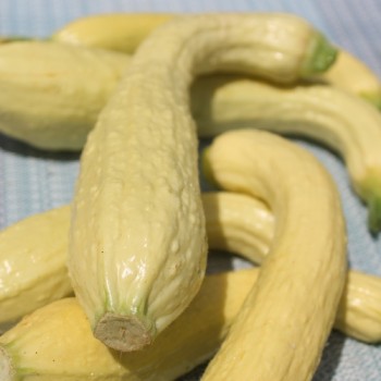Zucchini Rugosa Friulana (Samen)