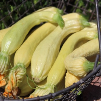 Zucchini Rugosa Friulana (Samen)