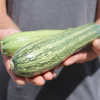 Neu! Zucchini San Pasquale (Samen)