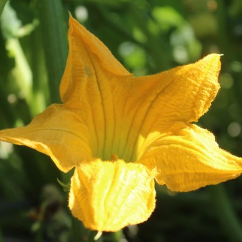 Zucchini Shenot Crown of Thorns (Samen)
