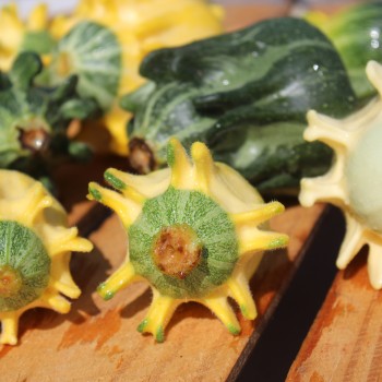 Zucchini Shenot Crown of Thorns (Samen)