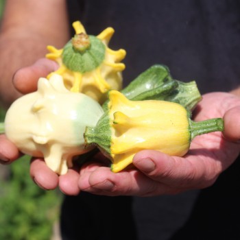 Zucchini Shenot Crown of Thorns (Samen)