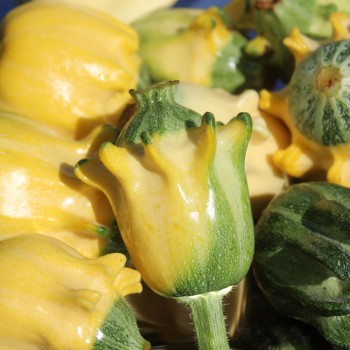 Zucchini Shenot Crown of Thorns (Samen)
