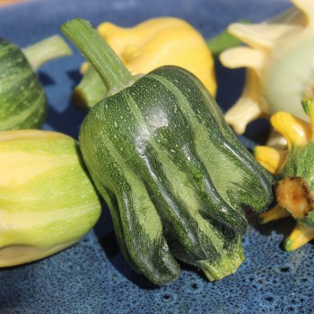 Zucchini Shenot Crown of Thorns (Samen)