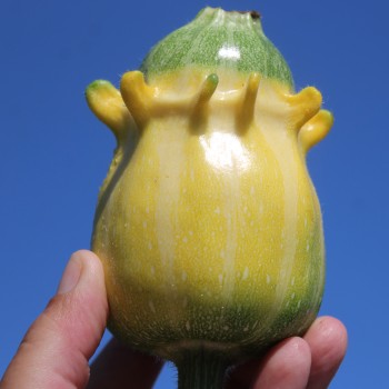 Zucchini Shenot Crown of Thorns (Samen)