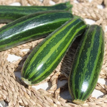 Neu! Zucchini Striato Pugliese (Samen)