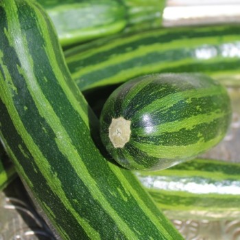 Neu! Zucchini Striato Pugliese (Samen)
