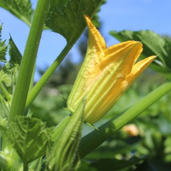 Neu! Zucchini Striato Pugliese (Samen)