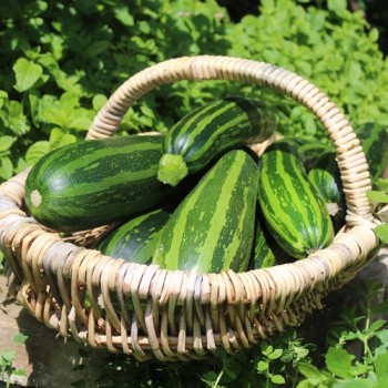 Neu! Zucchini Striato Pugliese (Samen)