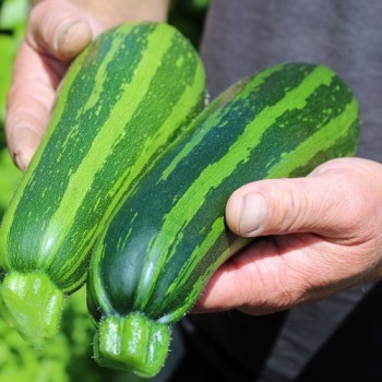 Neu! Zucchini Striato Pugliese (Samen)