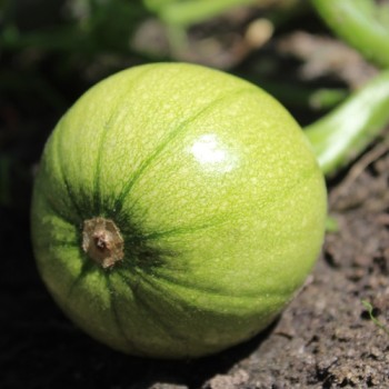 Zucchini Tatume (Samen)