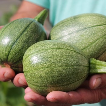 Zucchini Tatume (Samen)