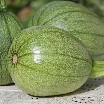 Zucchini Tatume (Samen)