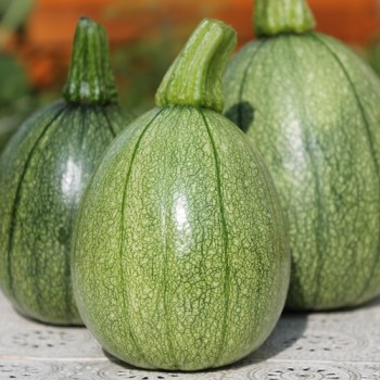 Zucchini Tatume (Samen)