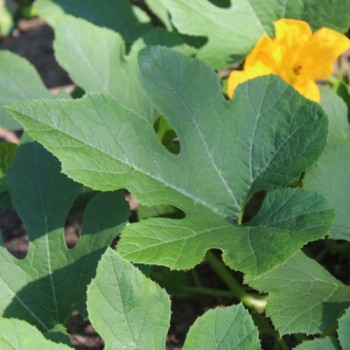 Zucchini Tatume (Samen)