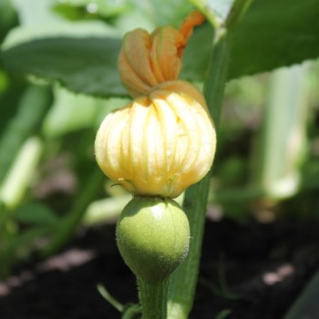 Zucchini Tatume (Samen)