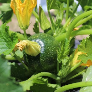 Zucchini Tondo Scurro di Piacenta (Samen)
