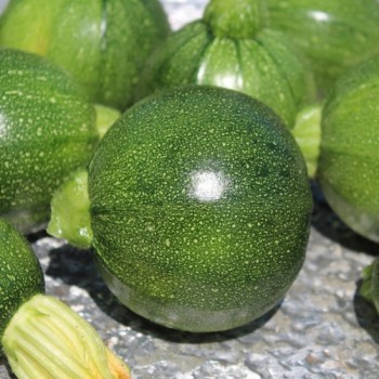 Zucchini Tondo Scurro di Piacenta (Samen)