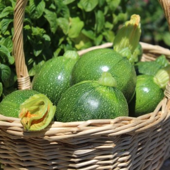 Zucchini Tondo Scurro di Piacenta (Samen)