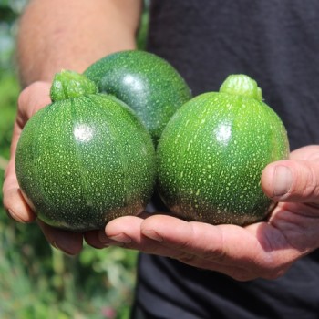 Zucchini Tondo Scurro di Piacenta (Samen)
