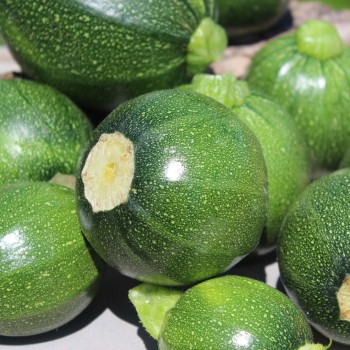 Zucchini Tondo Scurro di Piacenta (Samen)