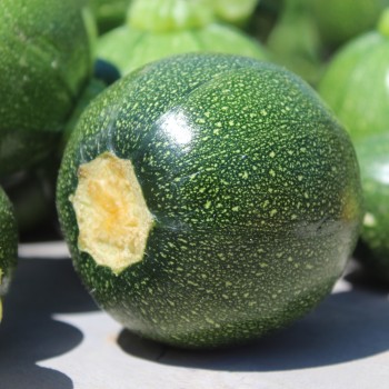 Zucchini Tondo Scurro di Piacenta (Samen)