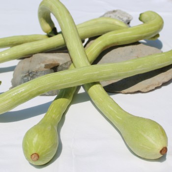 Zucchini Tromboncino d'Albenga (Samen)