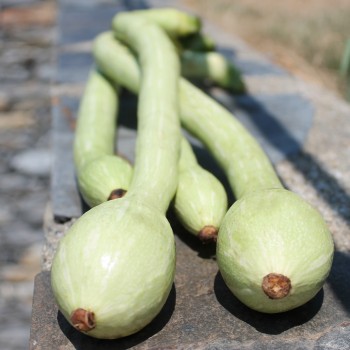 Zucchini Tromboncino d'Albenga (Samen)