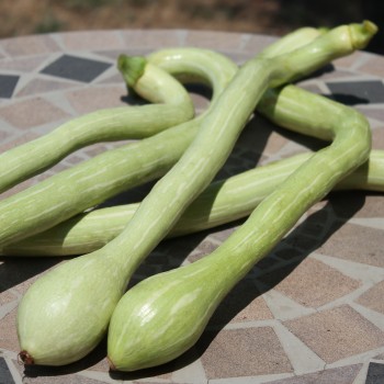 Zucchini Tromboncino d'Albenga (Samen)