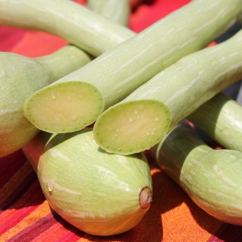 Zucchini Tromboncino d'Albenga (Samen)