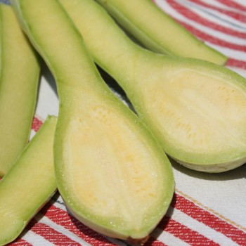 Zucchini Tromboncino d'Albenga (Samen)