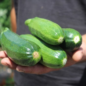 Zucchini Verte Noire Maraichere (Samen)