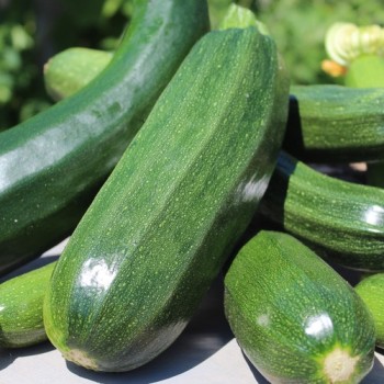 Zucchini Verte Noire Maraichere (Samen)