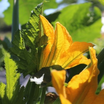 Zucchini Verte Noire Maraichere (Samen)