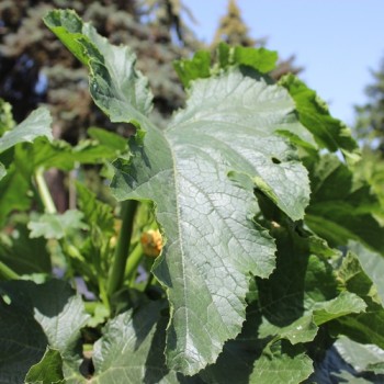 Zucchini Verte Noire Maraichere (Samen)