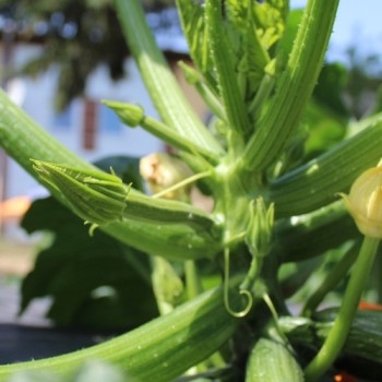 Zucchini Verte Noire Maraichere (Samen)