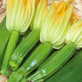 Zucchini Verte Noire Maraichere (Samen)