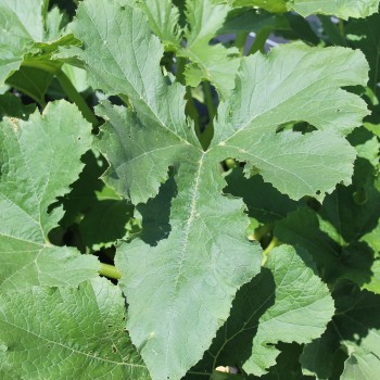 Zucchini Zloty Cepelin (Samen)