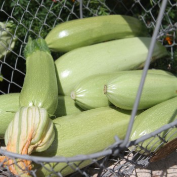 Zucchini Zloty Cepelin (Samen)