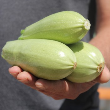 Zucchini Zloty Cepelin (Samen)