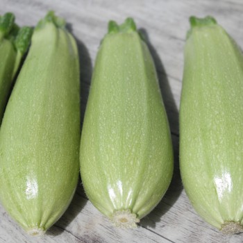 Zucchini Zloty Cepelin (Samen)