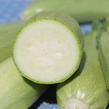 Zucchini Zloty Cepelin (Samen)