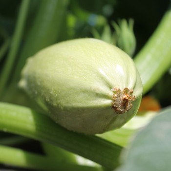 Zucchini Zloty Cepelin (Samen)